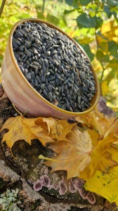 Slunečnice černá 1kg