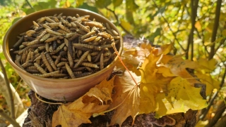 Sušená bráněnka 500g